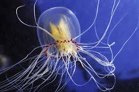 Contatto con meduse: come intervenire in modo corretto