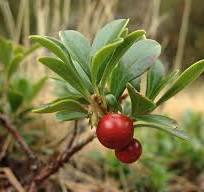 L'UVA URSINA, UN RIMEDIO NATURALE PER LA CISTITE