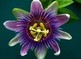 LA PASSIFLORA - UN RIMEDIO NATURALE PER FAVORIRE IL SONNO E CALMARE I DOLORI