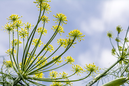 GONFIORE ADDOMINALE, CATTIVA DIGESTIONE E PIANTE CARMINATIVE