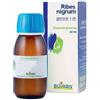 RIBES NIGRUM GEMME MACERATO GLICERICO 60 ML - Farmaciapacini.it