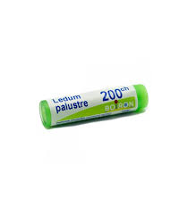 LEDUM PALUSTRE 200CH GLOBULI 1G - Farmaciapacini.it