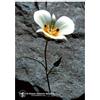 MARIPOSA LILY ESS 7,4ML CALF - Farmaciapacini.it