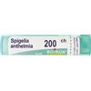 SPIGELIA ANTHELMIA*200CH 80GR - Farmaciapacini.it
