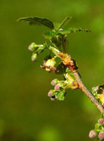 MSA RIBES NIGRUM 50 ML - Farmaciapacini.it