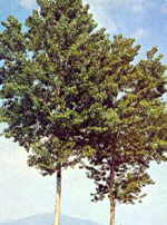 MSA POPULUS NIGRA 50 ML - Farmaciapacini.it