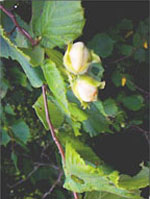 MSA CORYLUS AVELLANA 50 ML - Farmaciapacini.it