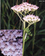 TSA ACHILLEA MILLEFOGLIE 50 ML - Farmaciapacini.it