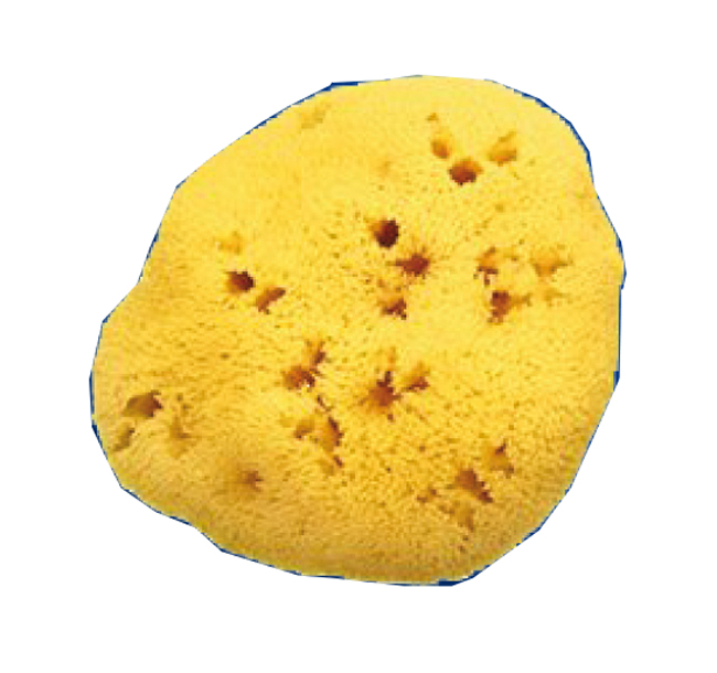 SPUGNA NAT FORI L 10/11CM 7 - Farmaciapacini.it
