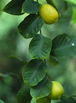 MSA CITRUS LIMONUM 50 ML - Farmaciapacini.it