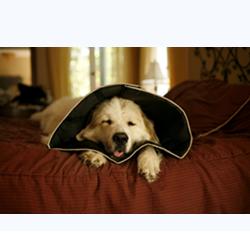 COMFY CONE COLLARE ELISABETTIANO INNOVATIVO L DIAMETRO 25 CM - Farmaciapacini.it