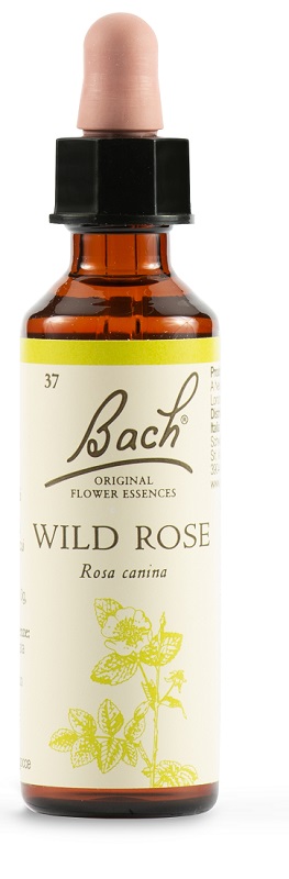 WILD ROSE BACH ORIG 20 ML - Farmaciapacini.it