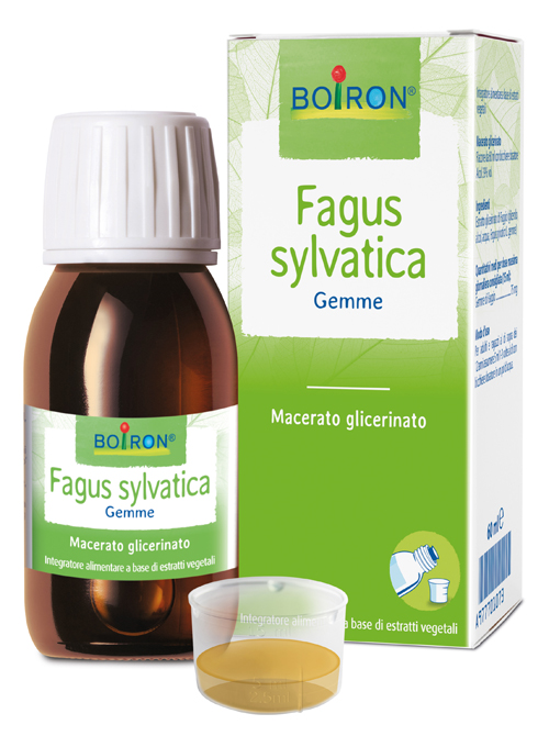 FAGUS SYLVATICA MACERATO GLICERICO 60 ML INT - Farmaciapacini.it